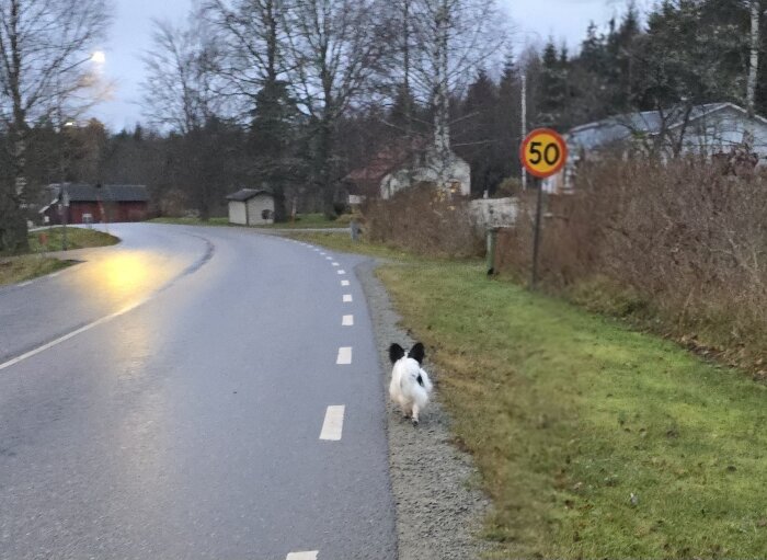 Hund på promenad längs landsväg vid skylt för 50 km/h, på väg mot skogen.