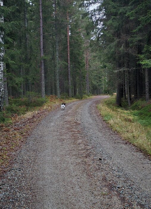 Hund på grusväg omgiven av skog under kvällspromenad.