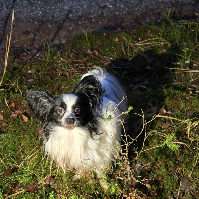 Liten långhårig hund på kvällspromenad i skogen, står bland gräs och grusväg.