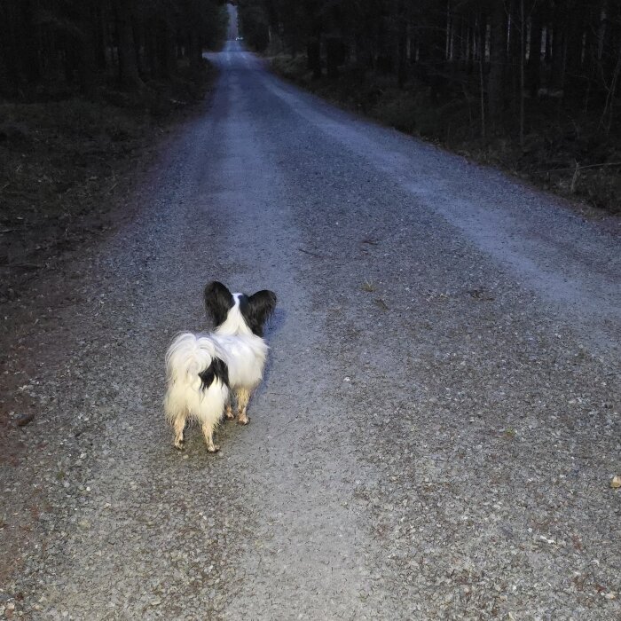 Liten hund på en grusväg under kvällspromenad i skogen.