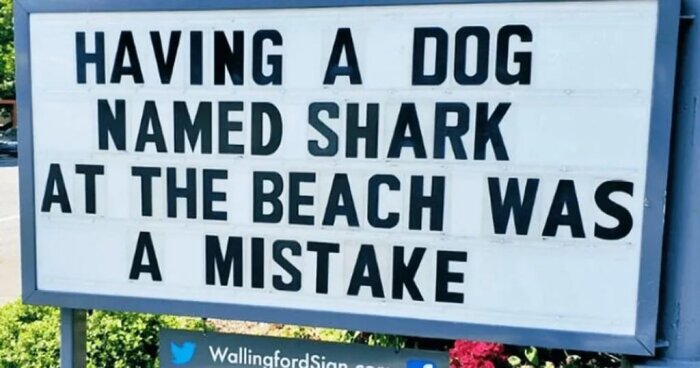 Skylt med texten "Having a dog named Shark at the beach was a mistake" i utomhusmiljö.