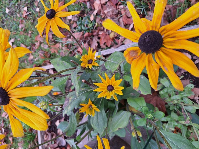 Gula Rudbeckia-blommor i trädgården med gröna blad och vissna höstlöv omkring.