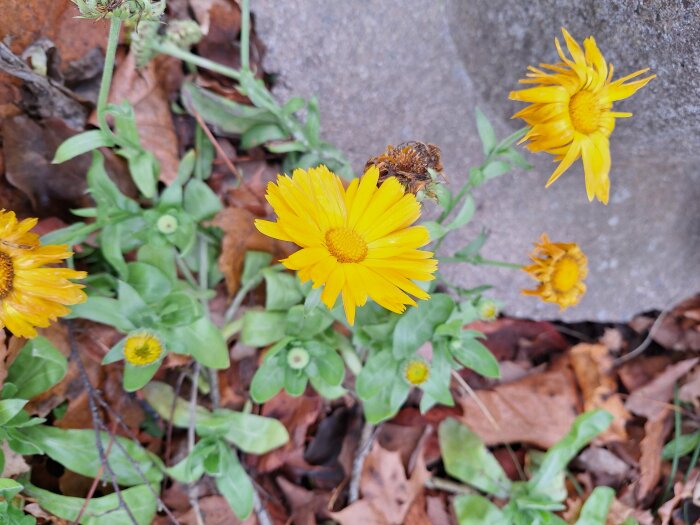 Gula ringblommor blommar bland höstlöv nära en sten.