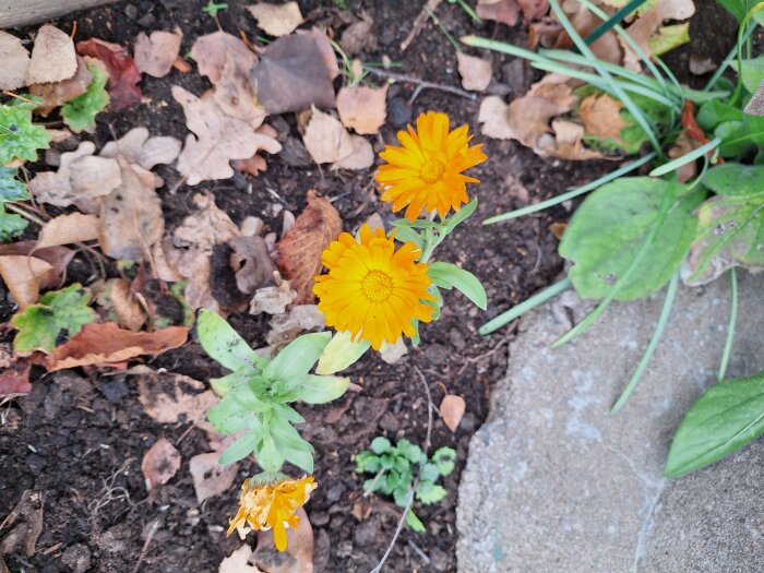 Orange ringblommor blommar i en trädgård bland höstlöv och grönska.