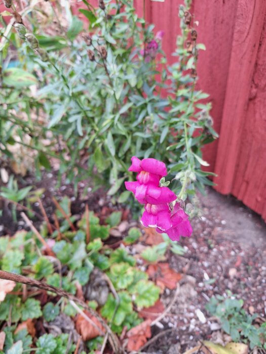 Rosa lejongap blommar framför en röd vägg med gröna blad och höstlöv på marken.