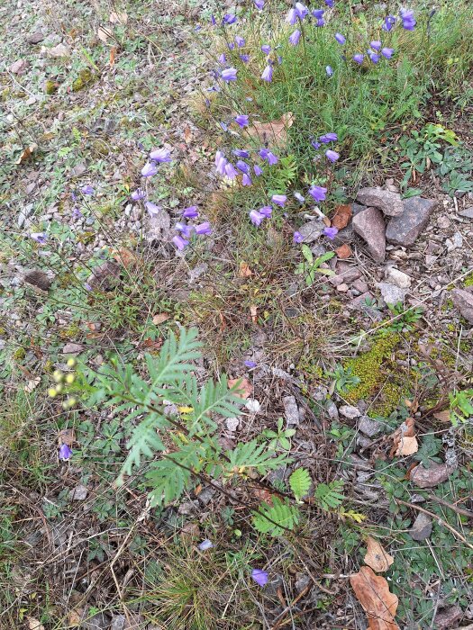 Blåklockor och rölleka i knopp växer på en grusig mark med gröna blad och små stenar en novemberdag.