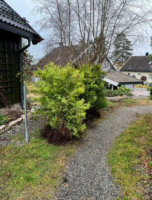 Uppdragen tuja-häck ligger bredvid en grusgång i en trädgård, omgivna av hus och träd i höstmiljö.