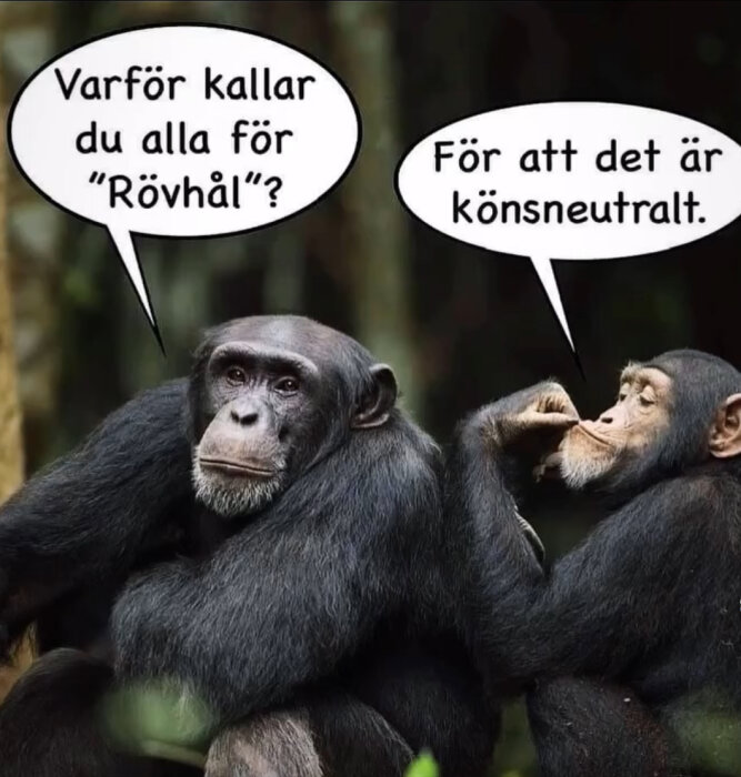 Två schimpanser i en tecknad scen. En frågar varför den andra kallar alla för "rövhål", och svaret är "För att det är könsneutralt".