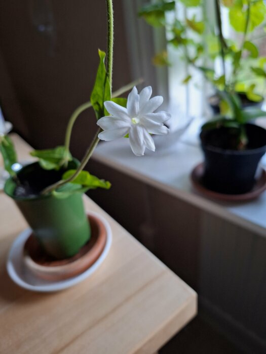 Vit jasminblomma i närbild på en grön planta, placerad i en grön kruka på ett bord vid ett fönster.