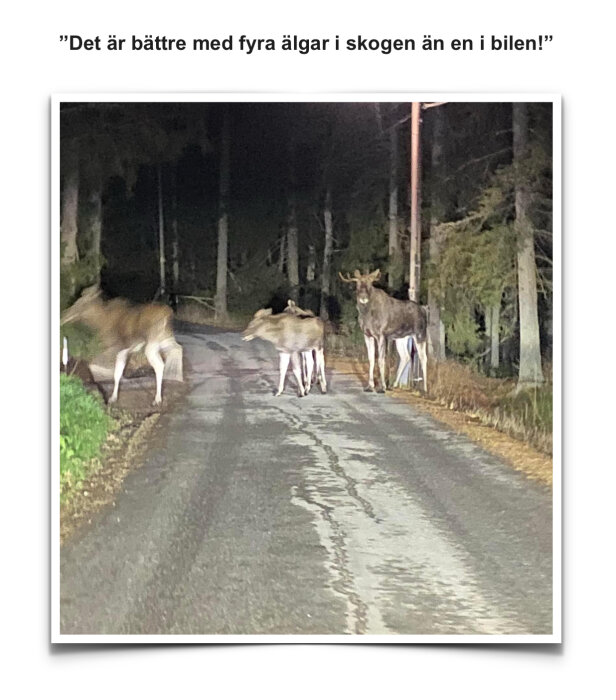 Fyra älgar står på en landsväg omgiven av skog, fångade i bilens strålkastarljus under natten.