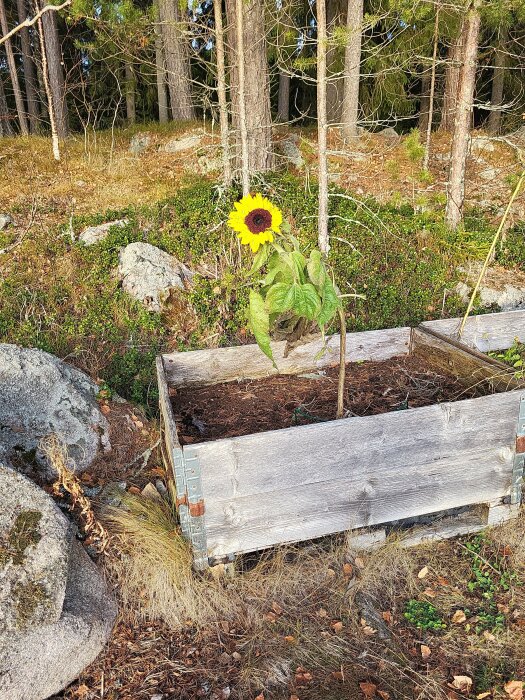 En solros växer ensam i en trälåda vid kanten av en skog, omgiven av mossig mark och stenar.