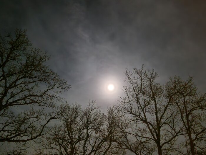 Trädgrenar silhouett mot en molnig himmel med solen synlig bakom molnen.