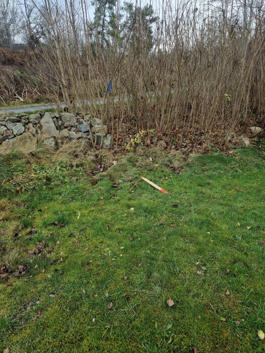 Grön gräsmatta med nedfallet lövverk och en träpinne, omgiven av täta buskar och stenar i bakgrunden.