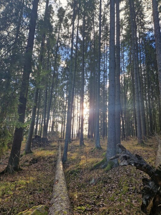 Tall skog med solen som strålar genom träden, fallna trädstammar täckta av mossa på marken.