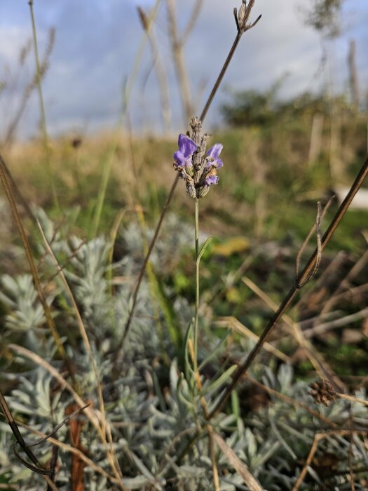 Närbild på en lavendelblomma i en naturlig miljö, omgiven av torra stjälkar och gröna blad på en fritidstomt.