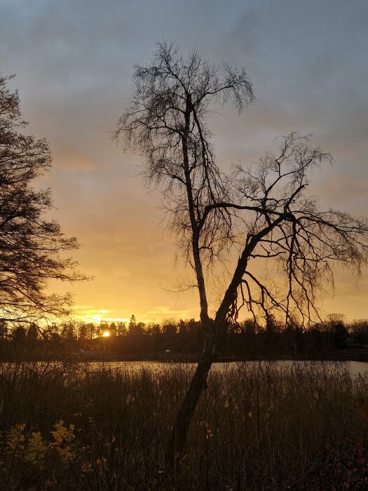 Solnedgång över ett stilla landskap med kala träd och sjö, fångad under en eftermiddagspromenad.