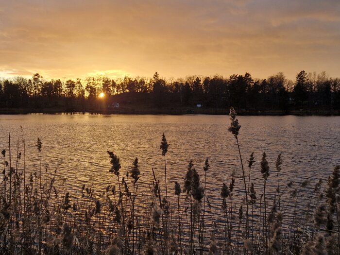 Solnedgång över sjö med vass i förgrunden och skog i bakgrunden, fångad under en eftermiddagspromenad.