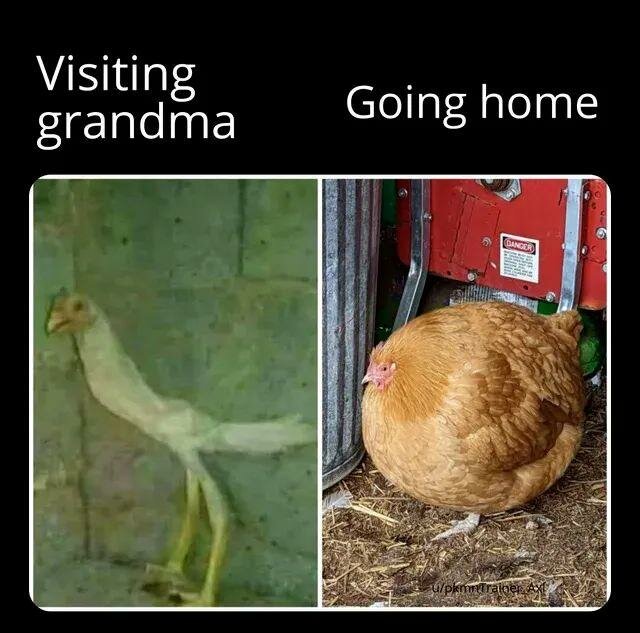 Två bilder av en kyckling som ser mager ut och en höna som är rund, med texten "Visiting grandma" och "Going home".