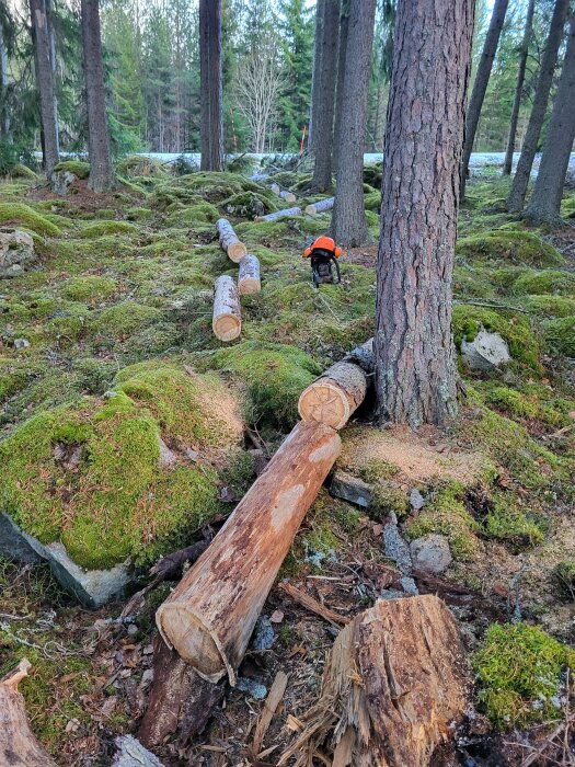 Fällt träd i skogsmark med mosstäckt mark och motorsåg med orange hjälm.