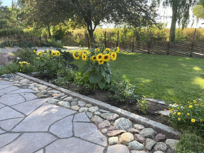 Stenlagd gång med kantsten och blommande solrosor i en trädgård med gräsmatta och trästaket i bakgrunden.