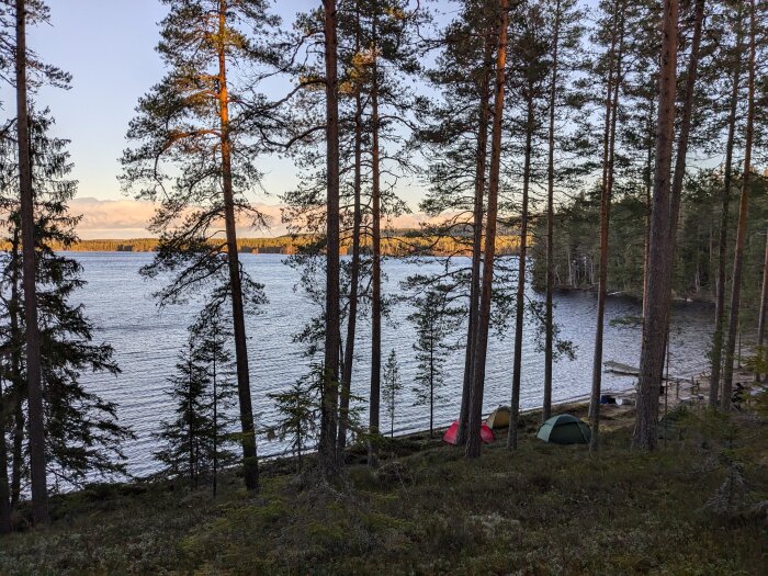 Tallskog vid sjö med flera tält uppsatta vid strandkanten, solnedgången lyser upp trädens stammar.