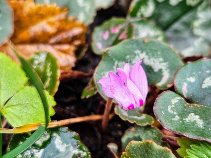 Lila cyklamenblomma bland gröna blad och nedfallna bruna lönnlöv i en höstträdgård.