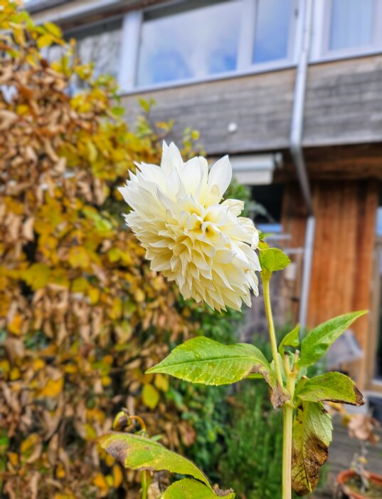 Vit dahlia i höstträdgård framför ett hus, omgiven av gulnande lövverk.