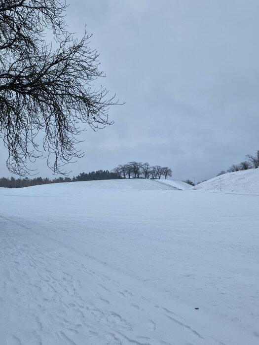 Snötäckt landskap med träd i bakgrunden under en mulen himmel.avy