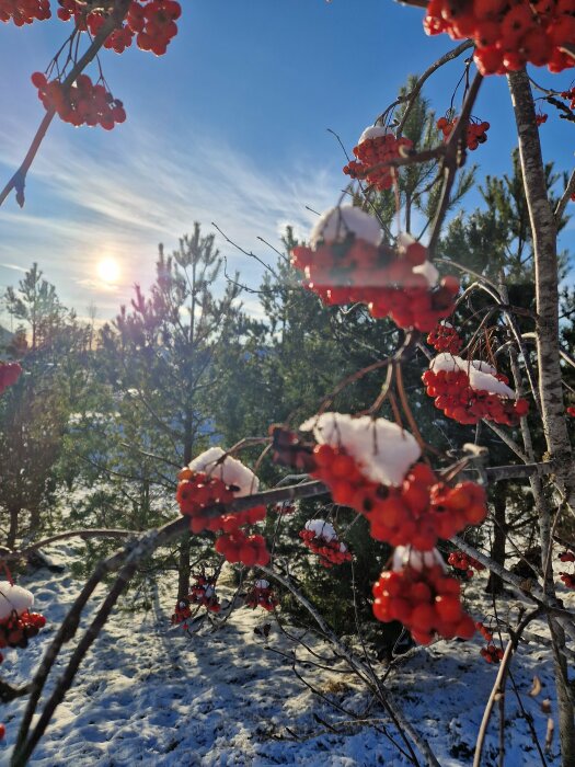 Snötäckta rönnbär hänger från grenar i ett soligt vinterlandskap med granar och en klar blå himmel i bakgrunden.