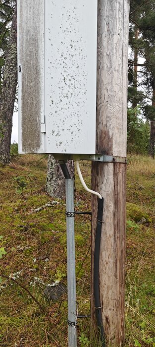 Elskåp monterat på en trästolpe i en skogsmiljö, med kablar som går från undersidan av skåpet längs stolpen ner till marken.