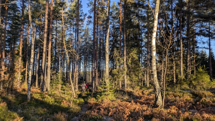 Skog med höga träd och solbelyst mark, två personer promenerar genom skogen.