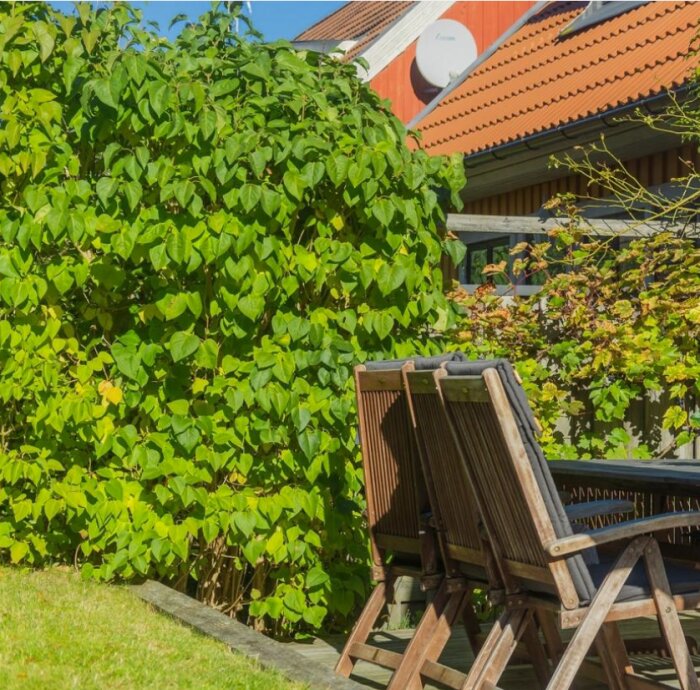 Grön buske med hjärtformade blad bredvid ett utebord med trästolar, mot en bakgrund av rött hus och blå himmel.