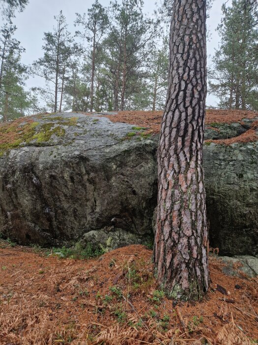 Tall bredvid en mossbeklädd sten i skogen, omgiven av barrträd och brunt barrtäcke på marken.