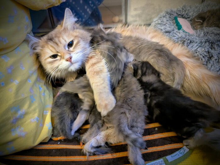 Kattmamma med åtta ungar liggande på en filt, omgiven av färgglada kuddar.