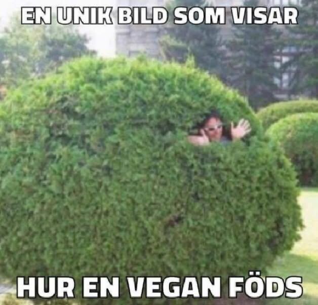 Person kikar ut ur en buske med texten "En unik bild som visar hur en vegan föds" ovan och under bilden.