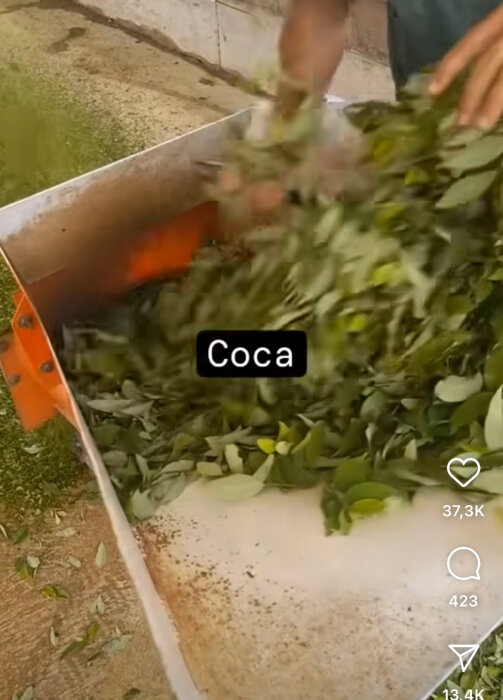 En person matar en maskin med gröna löv, text på bilden lyder "Coca".