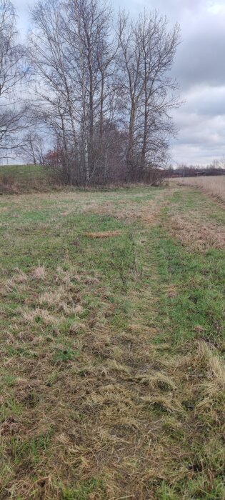 Gräsbevuxen stig leder fram till en grupp nakna träd under en mulen himmel på en landsbygd.