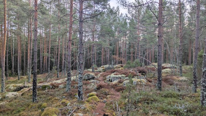 Tät skog med tallar och stenar täckta av lava och mossa.