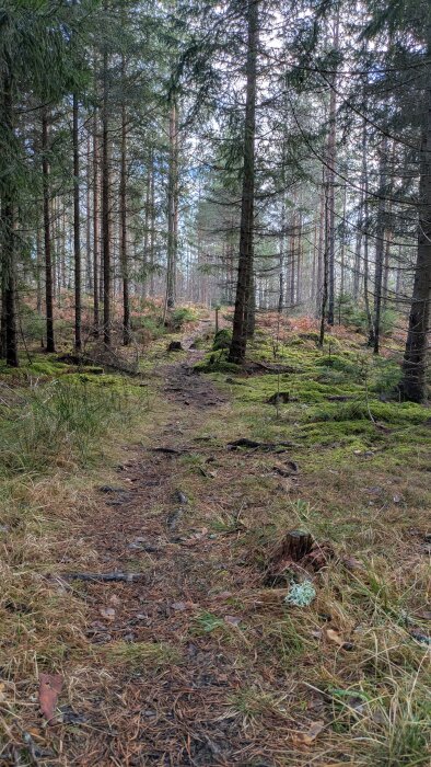 Stig genom en tät barrskog med mossbelagda stenar och grenar på marken.