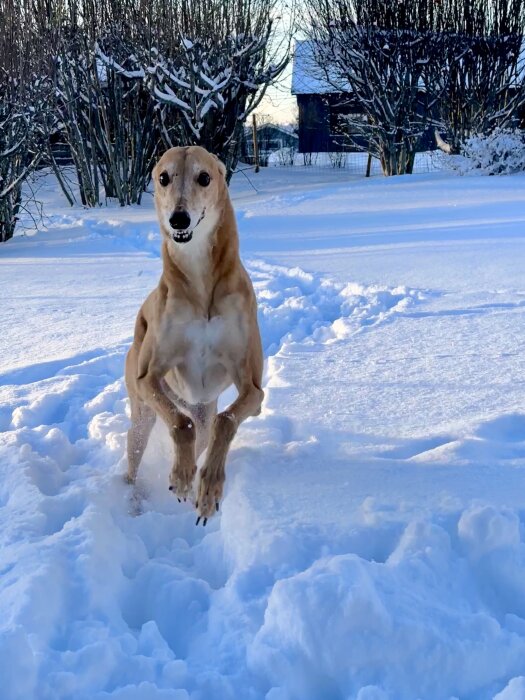 En vinthund springer glatt i snöig trädgård med buskar i bakgrunden.