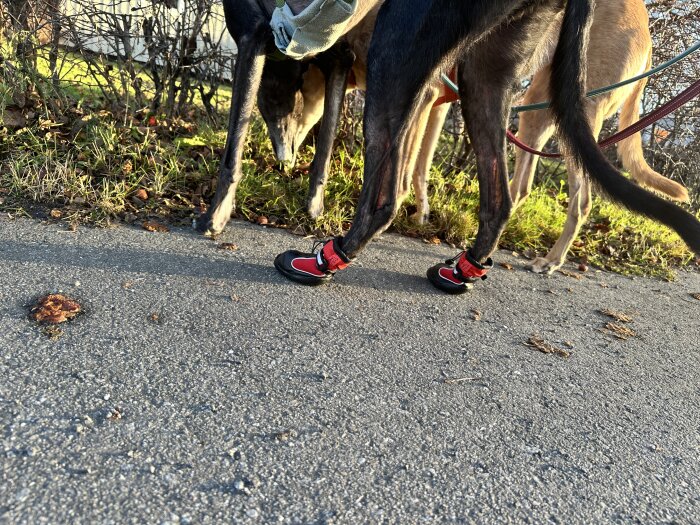 Hundar på promenad, en hund bär röda skor för stöd.