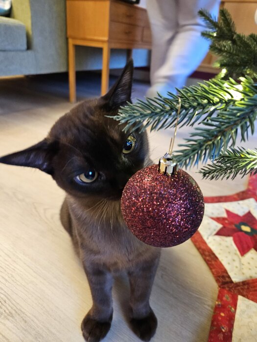 Katt studerar röd julgranskula på trädets gren inomhus.