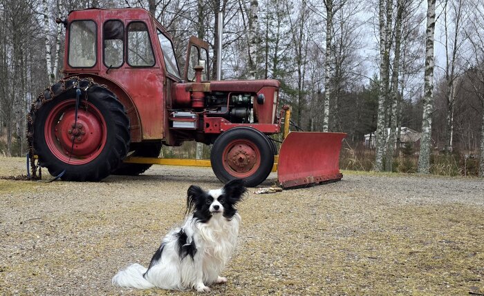 Röd traktor med snökedjor på bakhjulen står på en grusväg, en liten vit och svart hund sitter framför traktorn. Skog i bakgrunden.