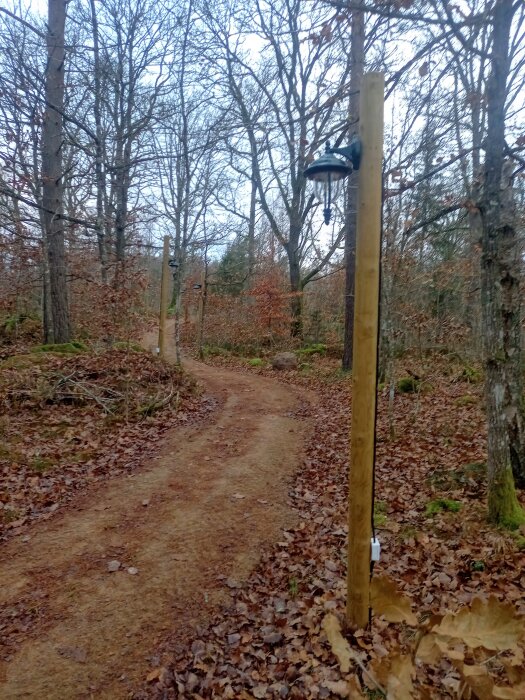 En grusväg genom en skog med nyinstallerade utomhuslampor på trästolpar längs kanten.