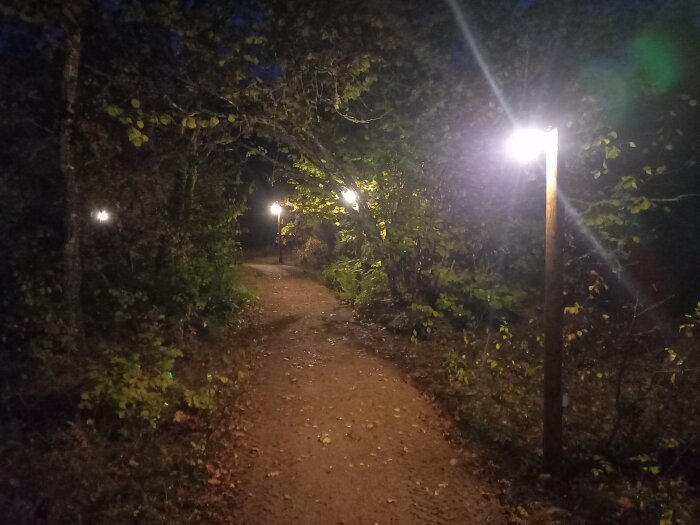 Belyst stig genom skog med träd och löv på marken i skymningen, lampor lyser upp stigen framåt.