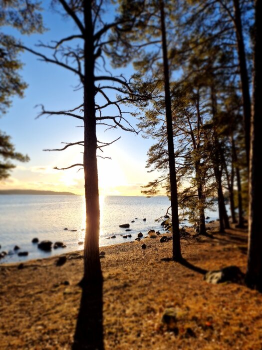 Solnedgång vid en sjö sedd genom tallar, med stenar vid stranden och ett reflekterande vattendrag.