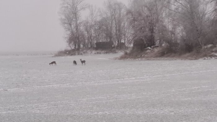 Tre rådjur betar på en snötäckt åker nära en skogsdunge i vintrigt landskap.