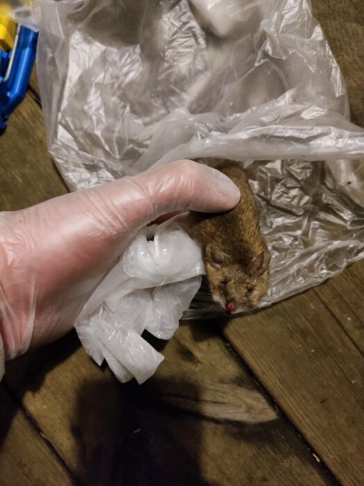 Hand med plasthandske håller en mus, möjligen en husmus eller skogsmus, ovanpå en plastpåse.