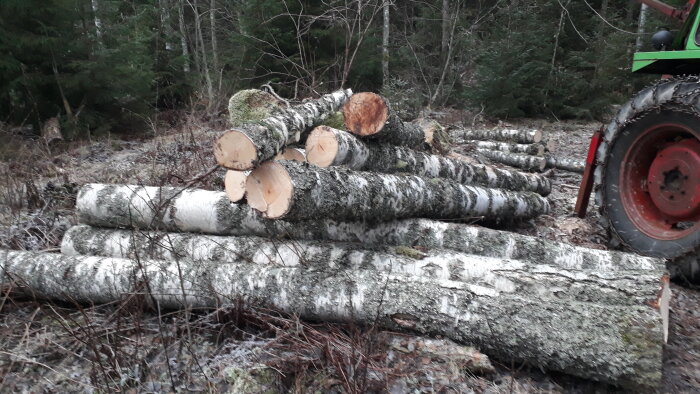 Staplad björkved i skogen med närliggande traktor. Stockarna är nykapade och ligger på marken, omgivna av träd och grenar.