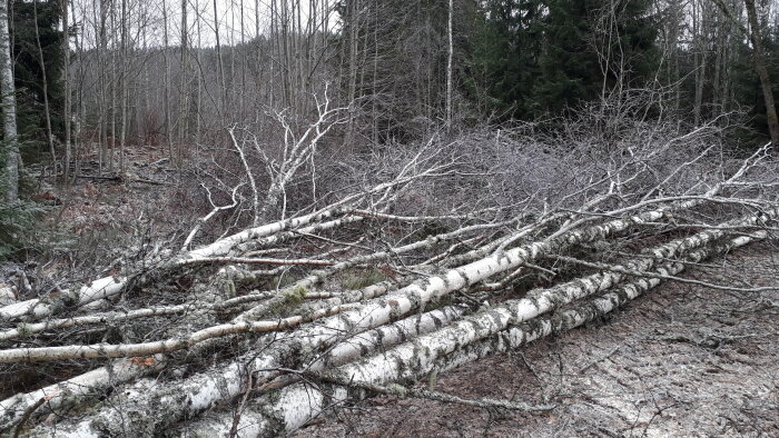 Högar av nyligen fällda björkstammar och grenar i en vinterlaug skog med frost på marken.